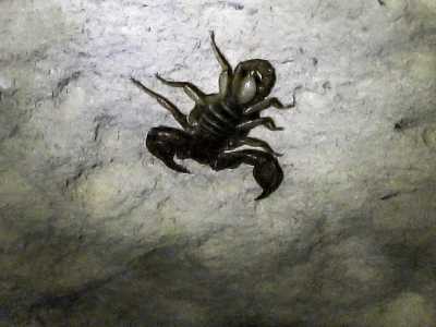 ...neri scorpioni...